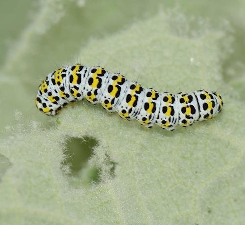 Réf. 182 906 : Cucullia verbasci